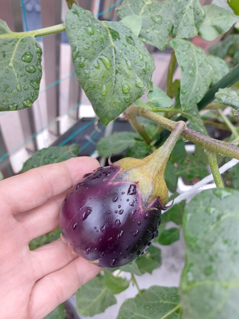 Oh❗❗Vegetables❗❗