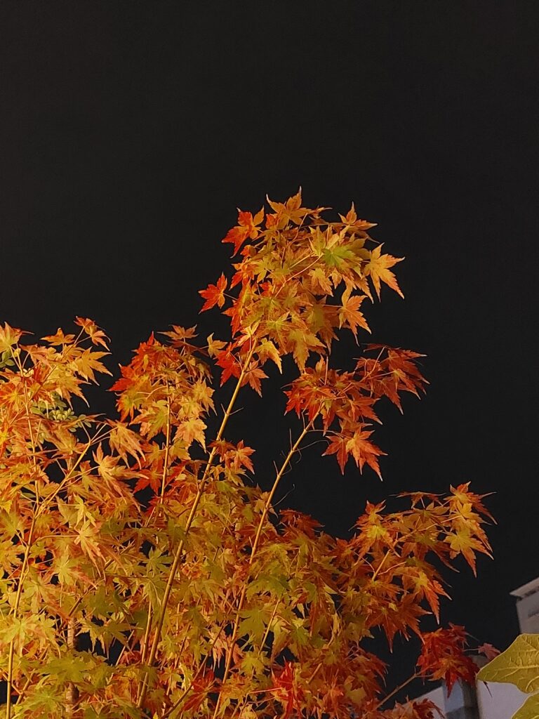 🍁紅葉🍁