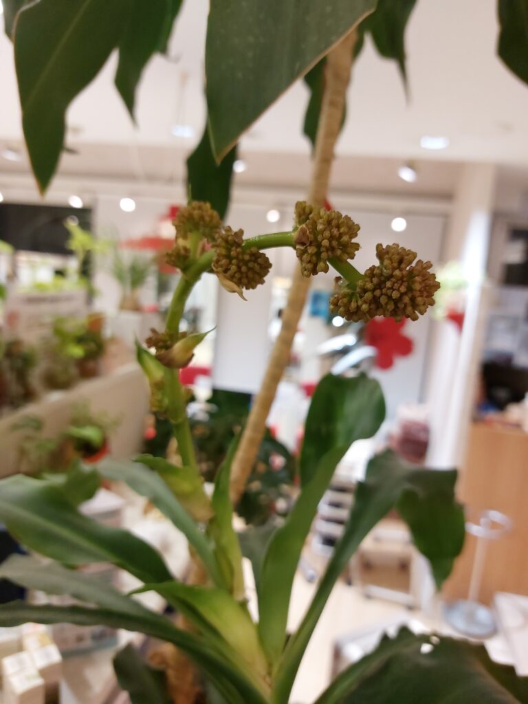 HAPPYFLOWER開花😊