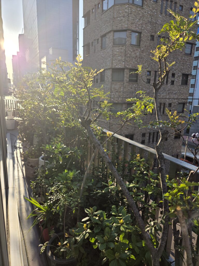 🌿The fresh green leaves are dazzling、、、、、新緑がまぶしい季節になってきました🤓