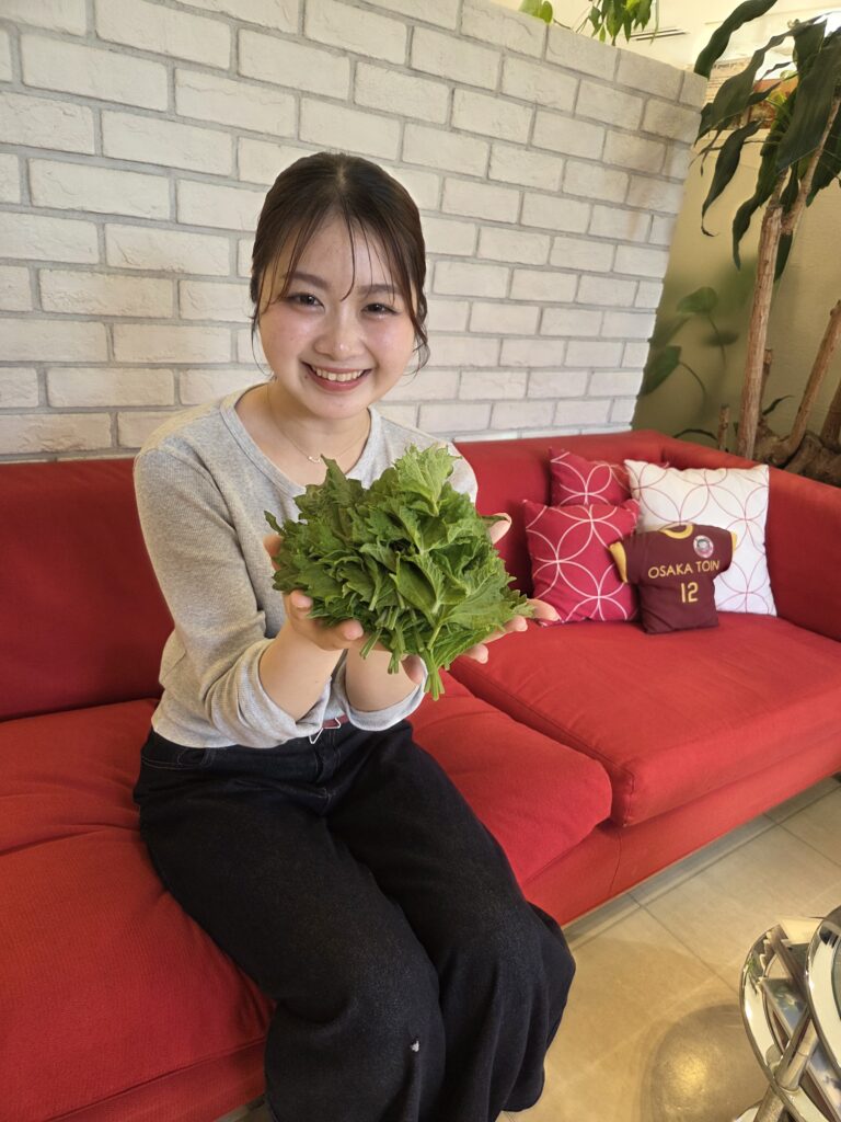 大葉🍀大量収穫😁