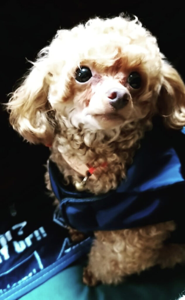 かわいい🐶見てください🥺