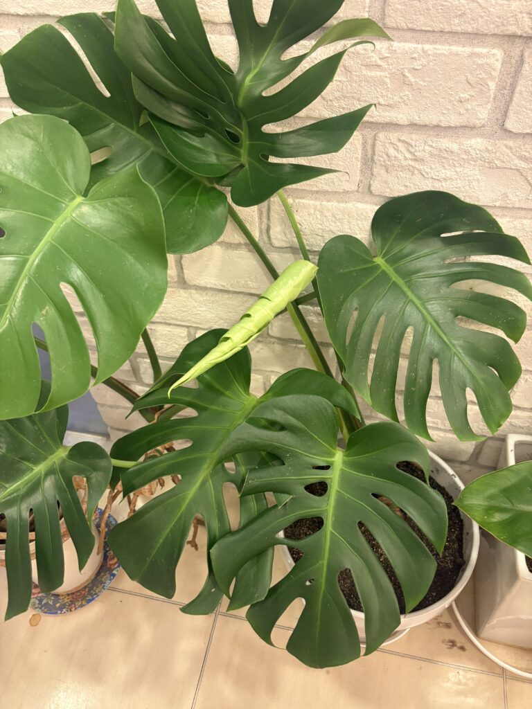 シャンプー台で見守っていた🌱‬‪