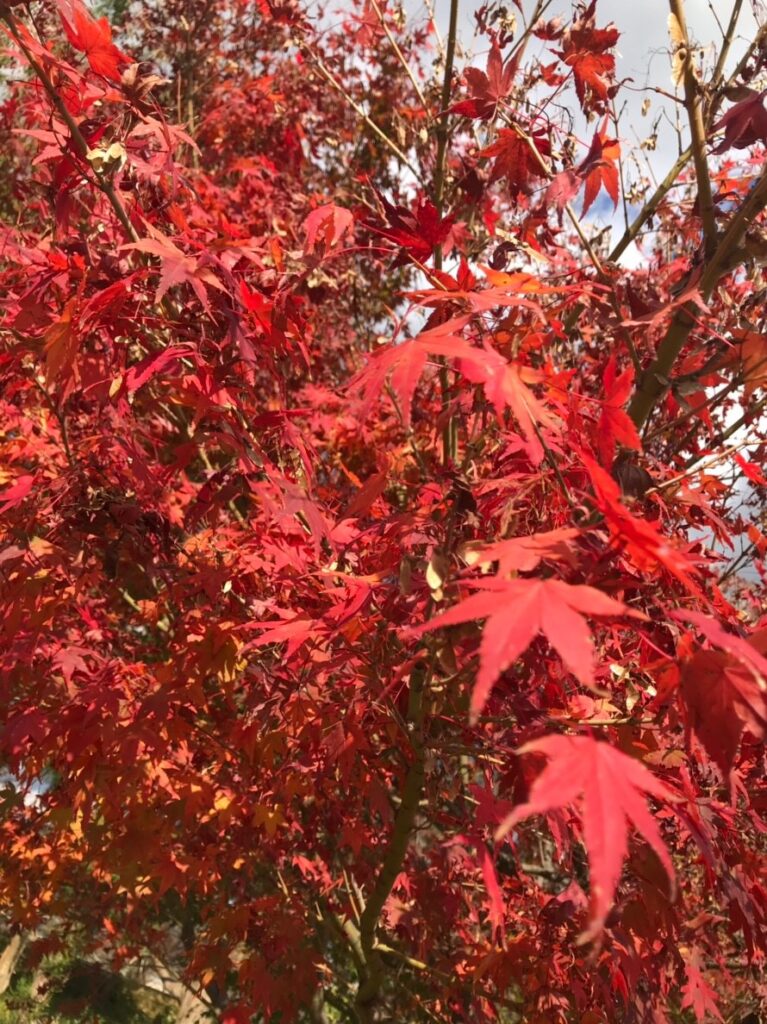 秋は紅葉！！季節を感じにin嵐山&清水寺！！