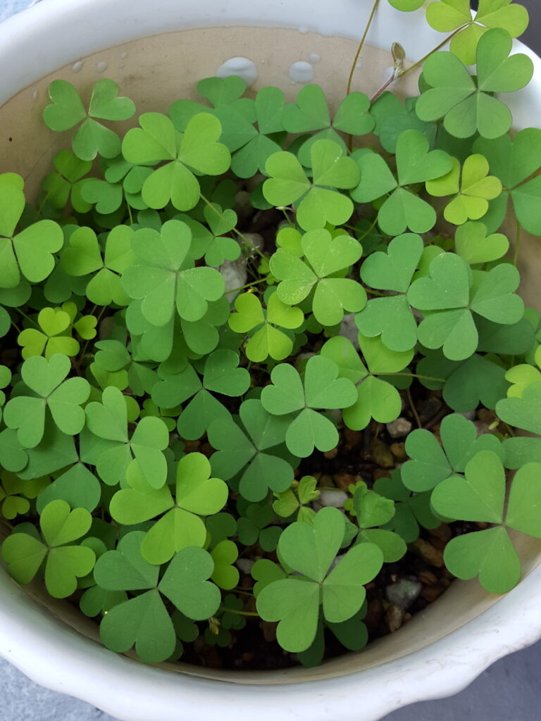 心斎橋❇都会のオアシス❇ガーデニング❇観葉植物