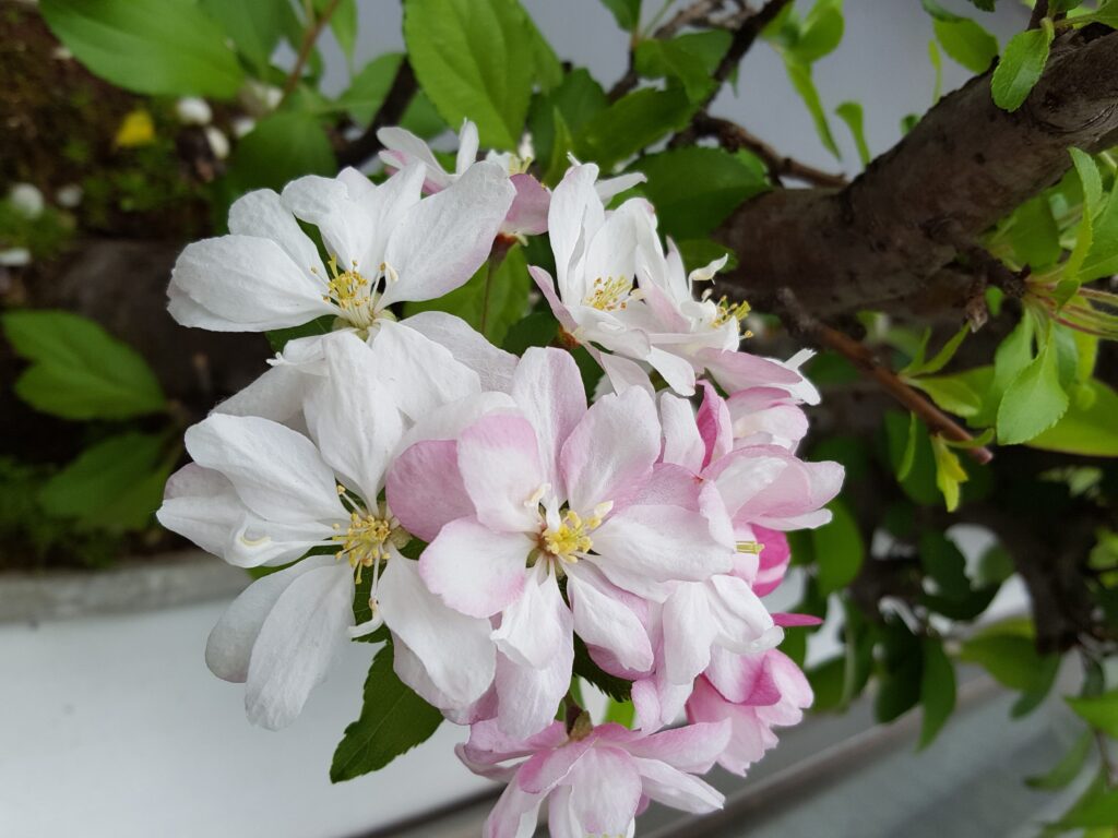 大阪ヘアーメイクシャワーのお花見🌸🌸