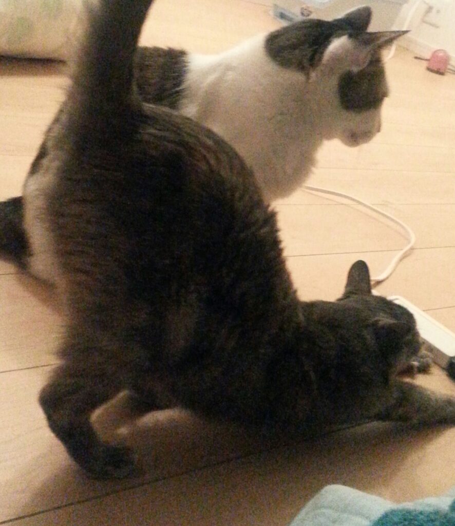 チーフtakeのブログ　突然　発熱　39.3度　インフル陰性